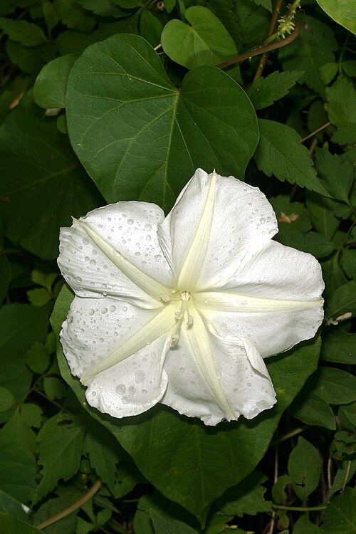 Tropical white morning-glory: Ipomoea alba , flower; naturalized alien, Lowveld National Botanical Garden, Nelspruit, Mpumalanga, South Africa