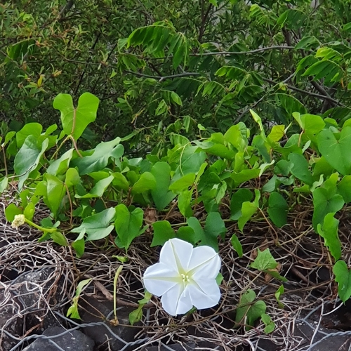 Tropical white morning-glory (Ipomoea alba)
