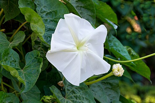 Tropical white morning-glory: Ipomoea alba , moon vine, Alhambra gardens, Granada, Spain.