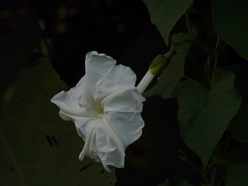 Tropical white morning-glory: Convolvulaceae (convolvulus, bindweed, or morning glory family) » Ipomoea violacea ip-oh-MEE-uh or ip-oh-MAY-uh -- meaning, worm-like; referring to coiled flowe