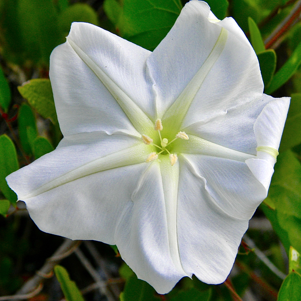 Tropical white morning-glory: Ipomoea alba Growing in mangroves on west side of Juno Dunes Natural Area, PB County, Florida