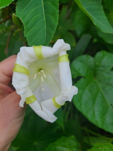 Tropical white morning-glory (Ipomoea alba)