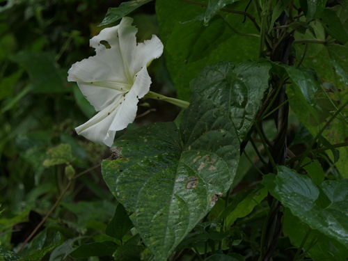 Tropical white morning-glory (Ipomoea alba)