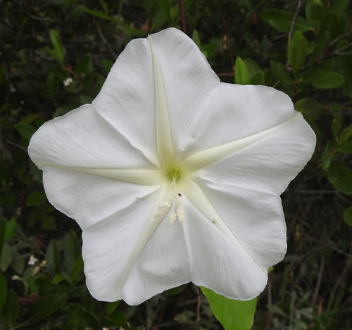 Tropical white morning-glory (Ipomoea alba)