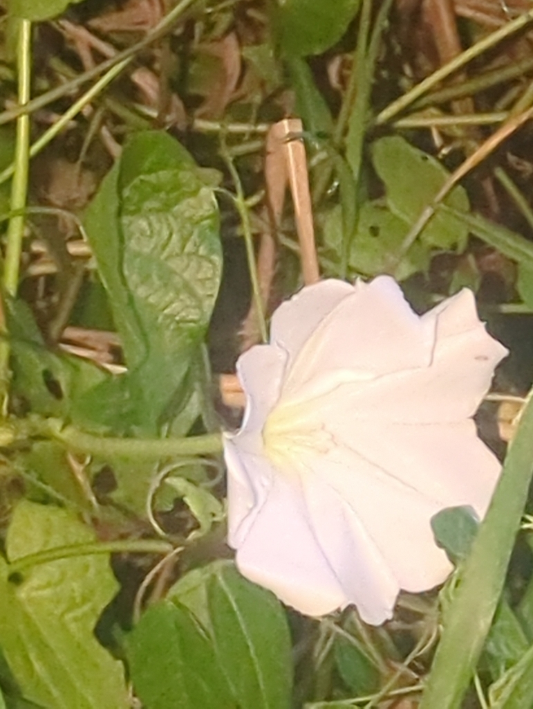 Tropical white morning-glory (Ipomoea alba)