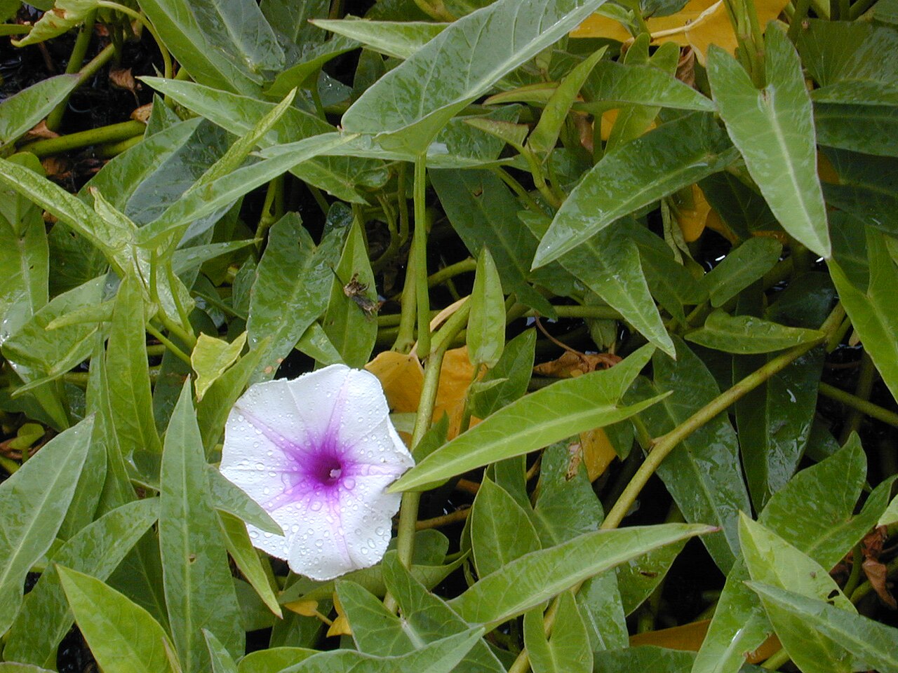 Swamp morning-glory: Leaves and flower of Ipomoea aquatica (Convolvulaceae), growing near Kahuku on O‘ahu in Hawai‘i.