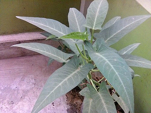 Swamp morning-glory: ipomoea aquatica
