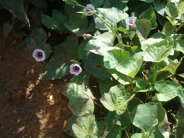 Sweet potato: פרחי בטטה