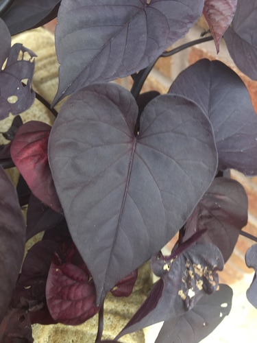 Sweet potato (Ipomoea batatas)