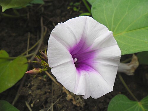 Sweet potato: Earth100 captured this beautiful shot of Earth100's Purple Sweet potato variety in full bloom, in Earth100's farm, in Hong Kong, on the morning October 27, 2012