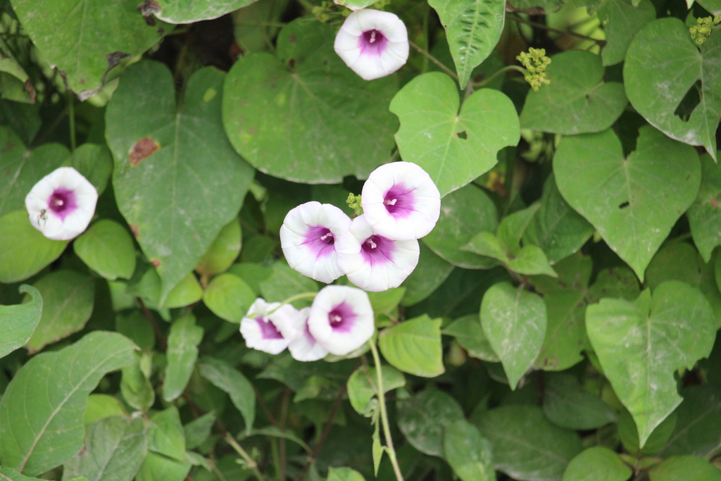 Sweet potato (Ipomoea batatas)