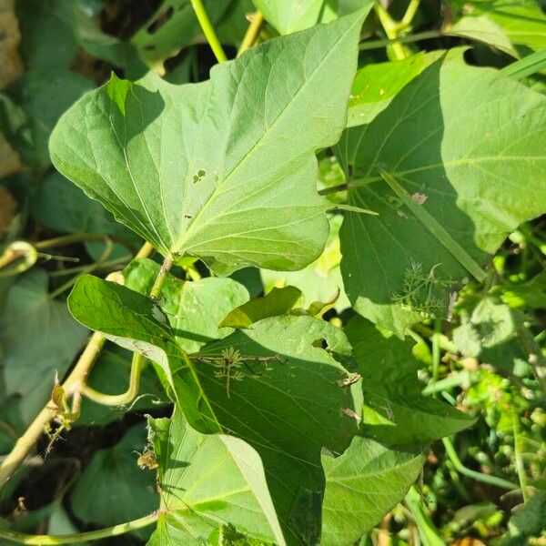Sweet potato (Ipomoea batatas)