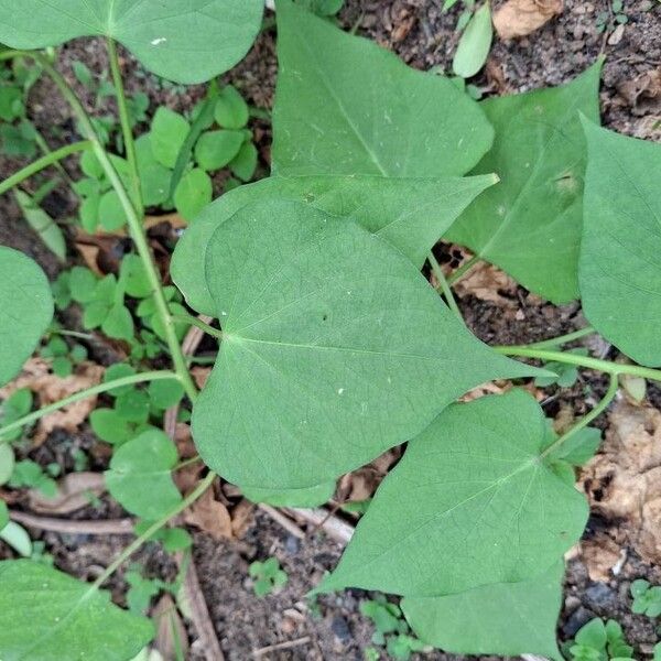 Sweet potato (Ipomoea batatas)