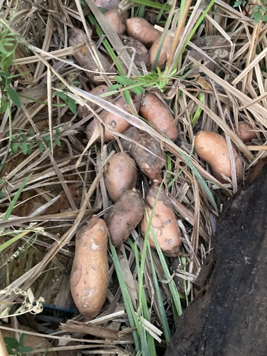 Sweet potato (Ipomoea batatas)