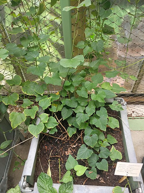 Sweet potato: Hortus botanicus Leiden