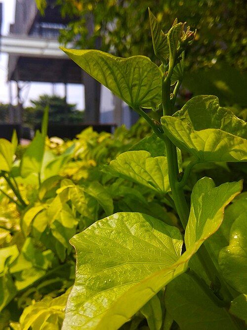 Sweet potato: Ipomoea batatas margarita