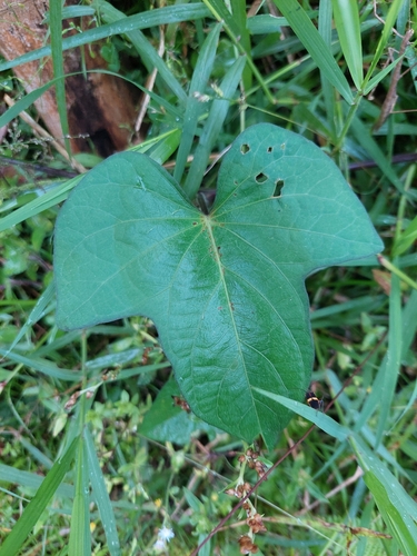 Sweet potato (Ipomoea batatas)