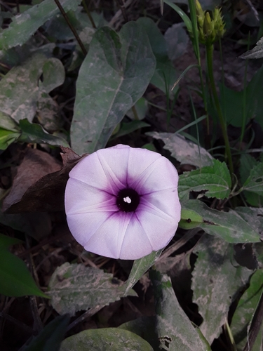 Sweet potato (Ipomoea batatas)