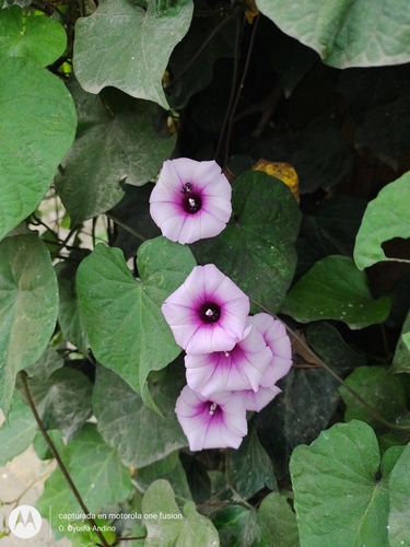 Sweet potato (Ipomoea batatas)