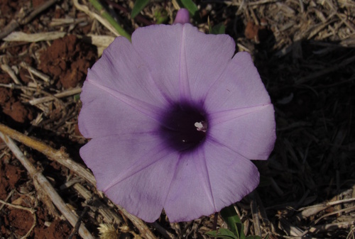 Mile a minute vine (Ipomoea cairica)
