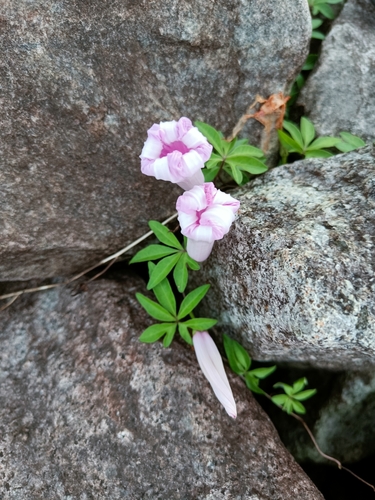 Mile a minute vine (Ipomoea cairica)