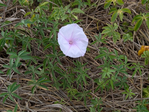 Mile a minute vine (Ipomoea cairica)