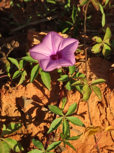 Mile a minute vine (Ipomoea cairica)