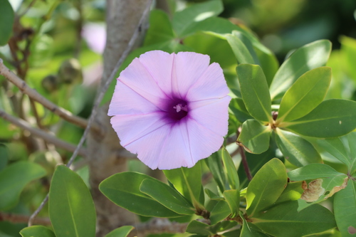 Mile a minute vine (Ipomoea cairica)