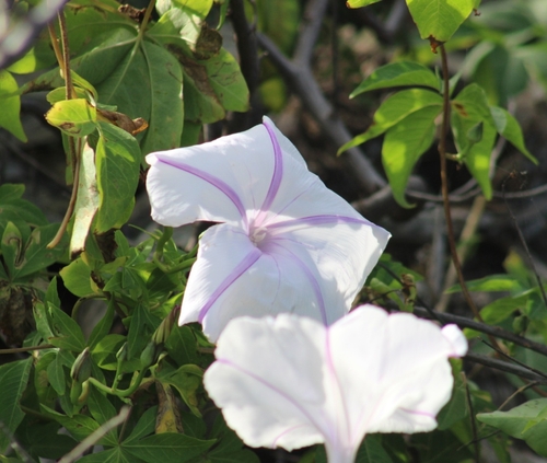 Mile a minute vine (Ipomoea cairica)
