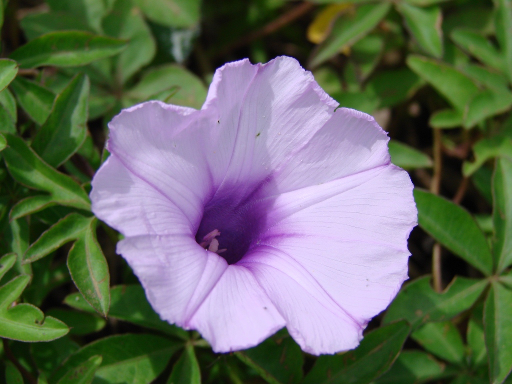 Mile a minute vine: Ipomoea cairica (L.) Sweet. - CONVOLVULACEAE - Parque Ecológico Dom Bosco - Brasília - Distrito Federal - Brasil.
