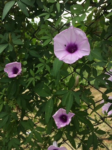 Mile a minute vine