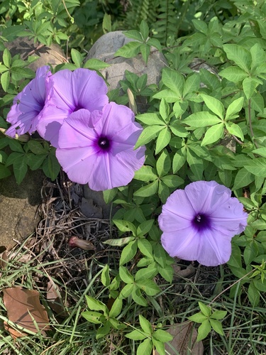 Mile a minute vine (Ipomoea cairica)