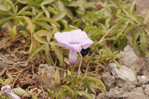 Mile a minute vine (Ipomoea cairica)