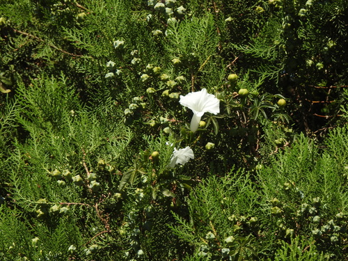 Mile a minute vine (Ipomoea cairica)