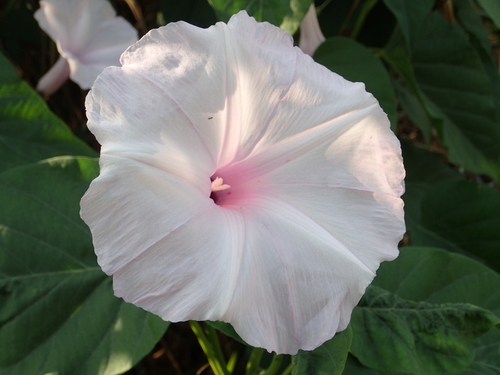 Gloria de la manana (Ipomoea carnea)