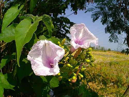 Gloria de la manana: Ipomoea carnea