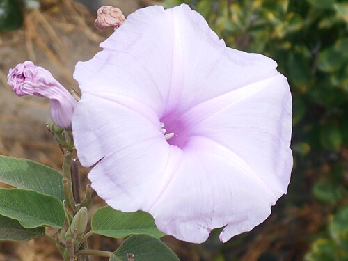 Gloria de la manana: Fiore di Ipomoea Carnea a CV fotografato da vicino