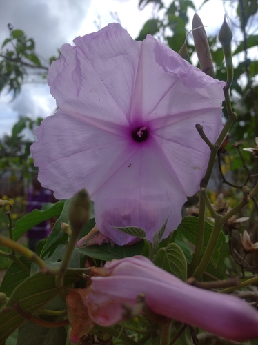 Gloria de la manana (Ipomoea carnea)