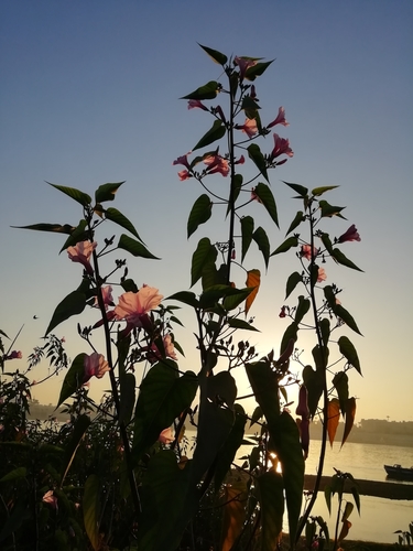 Gloria de la manana (Ipomoea carnea)