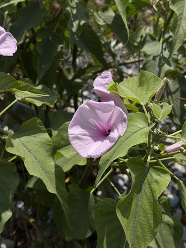 Gloria de la manana (Ipomoea carnea)