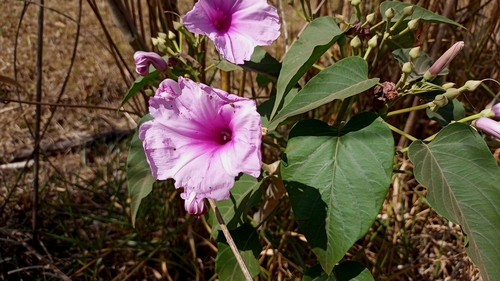 Gloria de la manana (Ipomoea carnea)