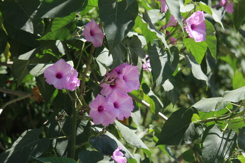 Gloria de la manana (Ipomoea carnea)
