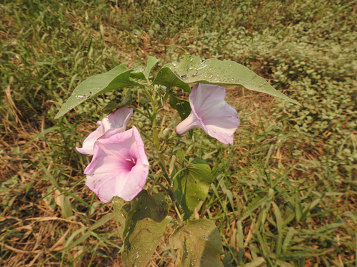 Gloria de la manana (Ipomoea carnea)