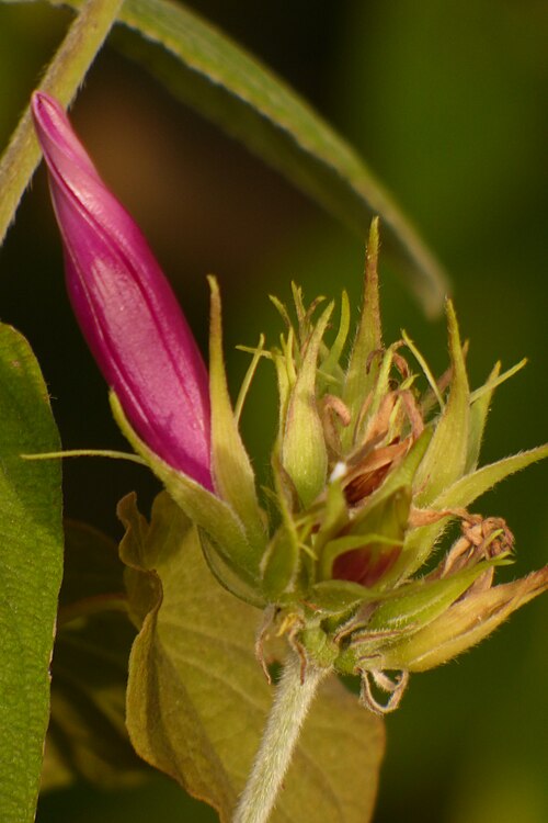 Oceanblue morning glory: Batatilla - Campanita
