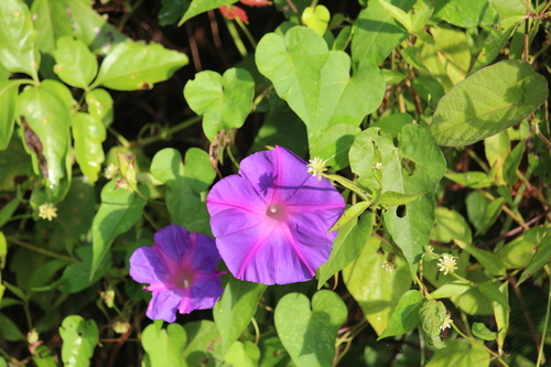 Oceanblue morning glory (Ipomoea indica)