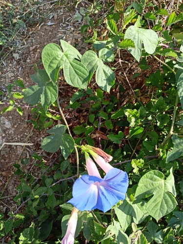 Oceanblue morning glory (Ipomoea indica)