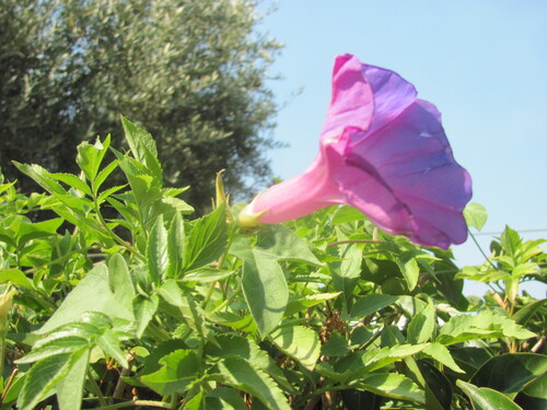 Oceanblue morning glory (Ipomoea indica)