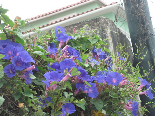 Oceanblue morning glory