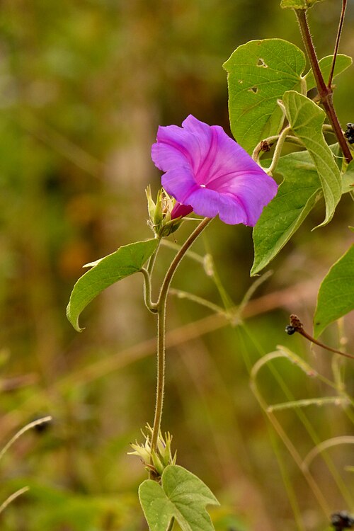 Oceanblue morning glory: Campanilla - Maravilla