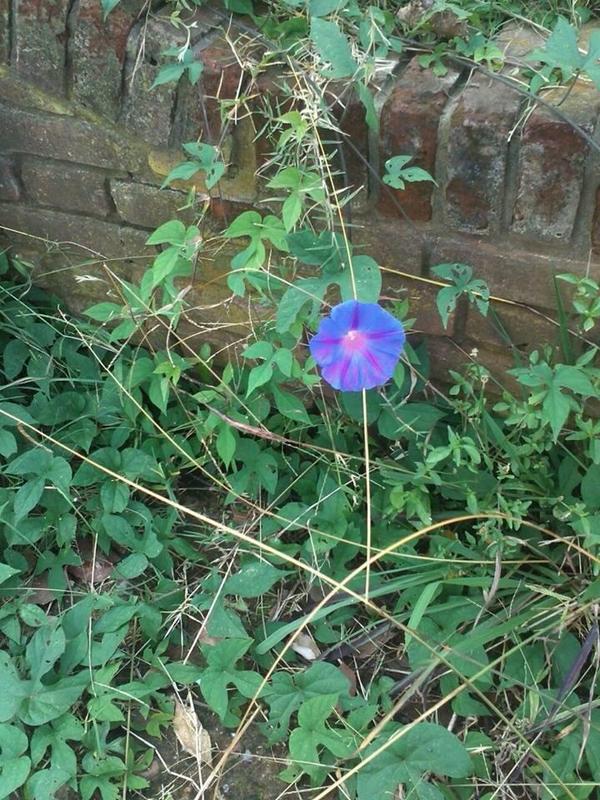 Oceanblue morning glory: Tomada en Vicente Lopez